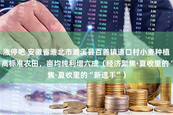涨停吧 安徽省淮北市濉溪县百善镇道口村小麦种植户—— 有了高标准农田，亩均纯利增六成（经济聚焦·夏收里的“新选手”）